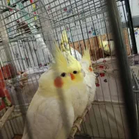 عروس هلندی