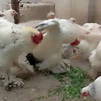 جوجه و تخم مرغ برهما|حیوانات مزرعه|دلند, |دیوار