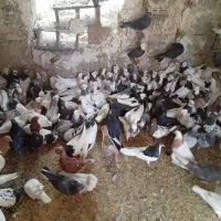 کبوتر یا کفتر شهری بهبهانی پلاکی