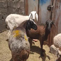 میش چینی و پاکستانی اصل