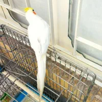 عروس هلندی و مرغ مینا سخنگو
