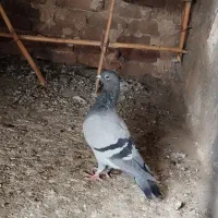 کبو ترساده|پرنده|گالیکش, |دیوار