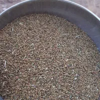 بذر یونجه درجه یک|خدمات باغبانی و درختکاری|فرمهین, |دیوار