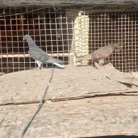 جوجه دهاتی پرشی