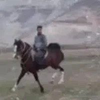 فروش نریان ۳ساله مادیان۲۶ماهه وکوره مادیون ۴ماه|اسب و تجهیزات اسب‌سواری|کنگاور, |دیوار