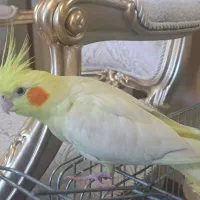 طوطی کاکاتیل (عروس)