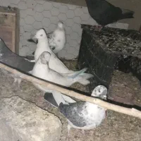 کبوتر|پرنده|طارم (زنجان), |دیوار