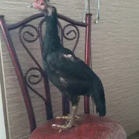 کبوتر پرشی