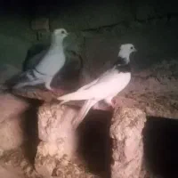 کبوتر سار و شامی