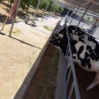 گاوداری گاوداری گاوداری