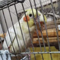 یه جفت نر و ماده عروس خوشکل کشیده|پرنده|فردیس, شهرک ارم|دیوار