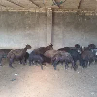 فروش فوری تعدادی میش جوان مهربونی و پنجره