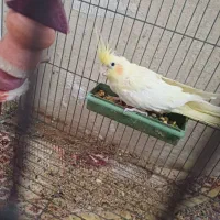 عروس هلندی|پرنده|نرماشیر, |دیوار