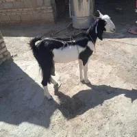 گتاچ فروشی