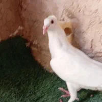 کفتر