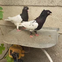 دمسفید و سینه دوکاکله