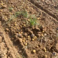 سیب‌زمینی آگریا|خدمات باغبانی و درختکاری|قوچان, |دیوار