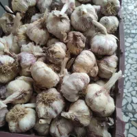 سیر خشک آذرشهر