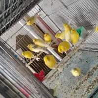 قناری قورولتی