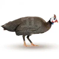 گمشده یک عدد مرغ شاخدار