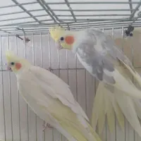عروس هلندی نر و ماده سلامت|حیوانات مزرعه|رودهن, |دیوار