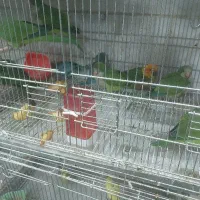 راهب سرلاکی هم دونخور رام دستی سبز ابی