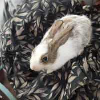 خرگوش خونگی|موش و خرگوش|سبزوار, سجاد|دیوار