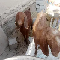 سلام دوعدد بز بفروش|حیوانات مزرعه|زهک, |دیوار