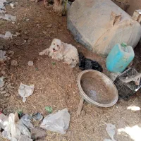 سه عدد سگ پاکوتاه|سگ|داراب, |دیوار