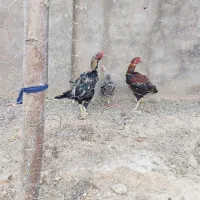 خروس لاری|حیوانات مزرعه|تایباد, |دیوار