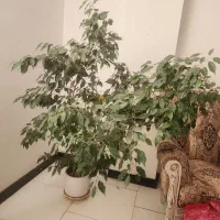 دو عدد گلدان بسیار بزرگ