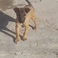 توله مالینویز|سگ|کرج, کوی کارمندان شمالی|دیوار