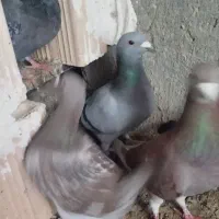 کبوترکفترمسافتی