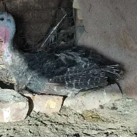 بوقلمون