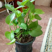 گل طبیعی|گل و گیاه طبیعی|شیراز, سعدیه جنوبی|دیوار