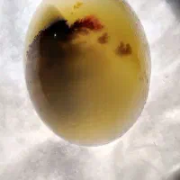 یمن تک درخت سرخ نباتی