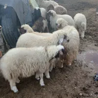 بزغاله وبره چاق