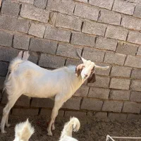 یک عدد نری اسرائیلی