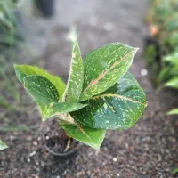 گل طبیعی ویژه روز مادر