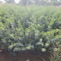 نهال فروشی|خدمات باغبانی و درختکاری|حمیدیه, |دیوار