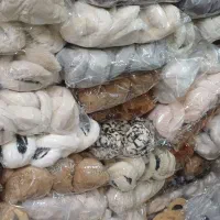 گوشگیر تاشوتکفروشی۱۹۹