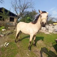 اسب|اسب و تجهیزات اسب‌سواری|تالش, جوکندان|دیوار