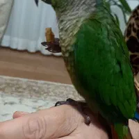 پرنده گم شده