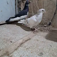 سده هفرنگ و پلنگ|پرنده|سبزوار, سجاد|دیوار