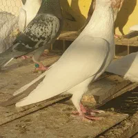 دمسرخ|پرنده|زاهدان, |دیوار