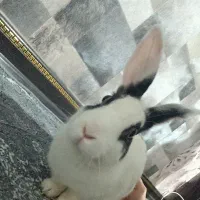 واگذاری رایگان خرگوش
