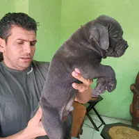 ۲نژاد قدرتمند روت وایلر و کین کورسو اورجینال|سگ|ماهدشت, |دیوار