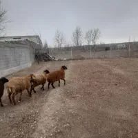 گوسفند|حیوانات مزرعه|اردبیل, |دیوار