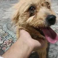 واگذاری سگ شیتزو