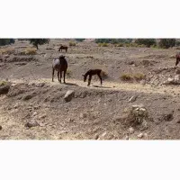 فروش مادیون با کره مادیون